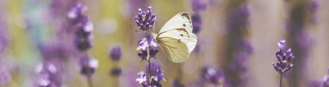 Finding a Quiet Life